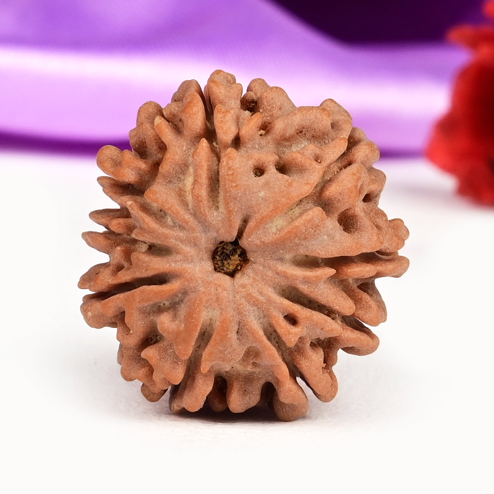  9 Mukhi from Nepal Small - DCXCVII