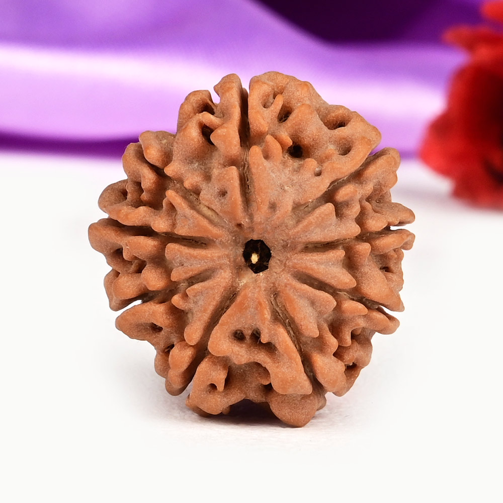 9 Mukhi from Nepal Small - DCXCVIII