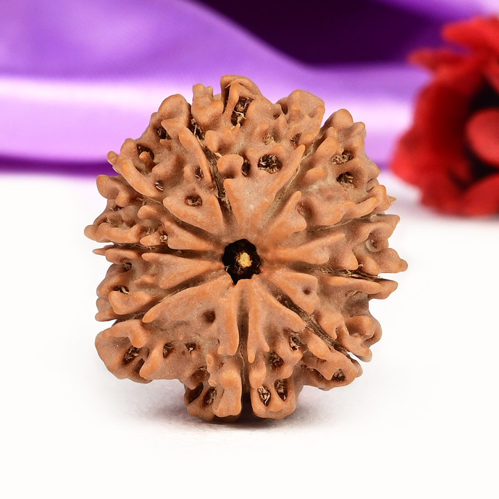 9 Mukhi from Nepal Small - DCCI