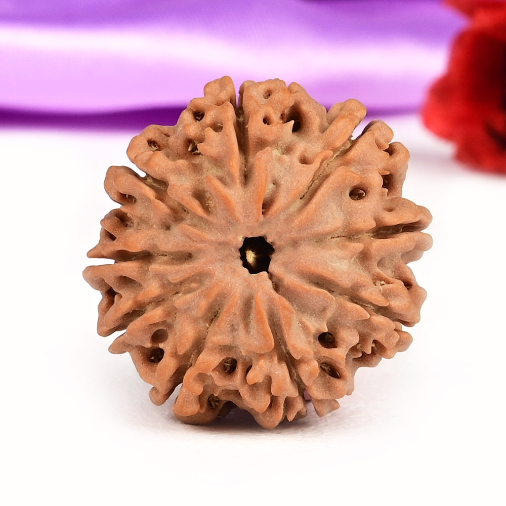 9 Mukhi from Nepal Small - DCCII