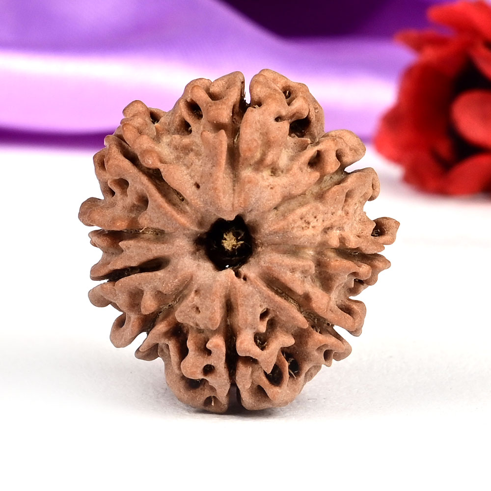 9 Mukhi from Nepal Small - DCCVII