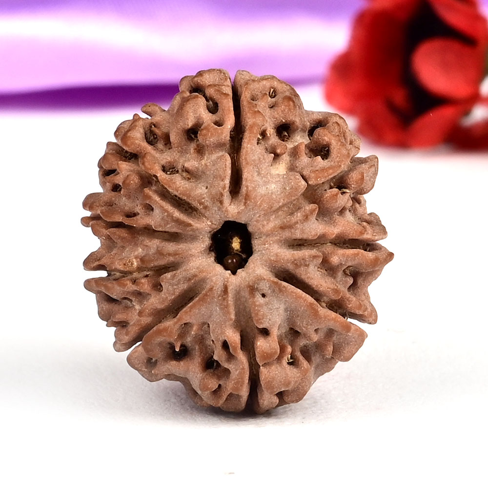 9 Mukhi from Nepal Small - DCCVIII