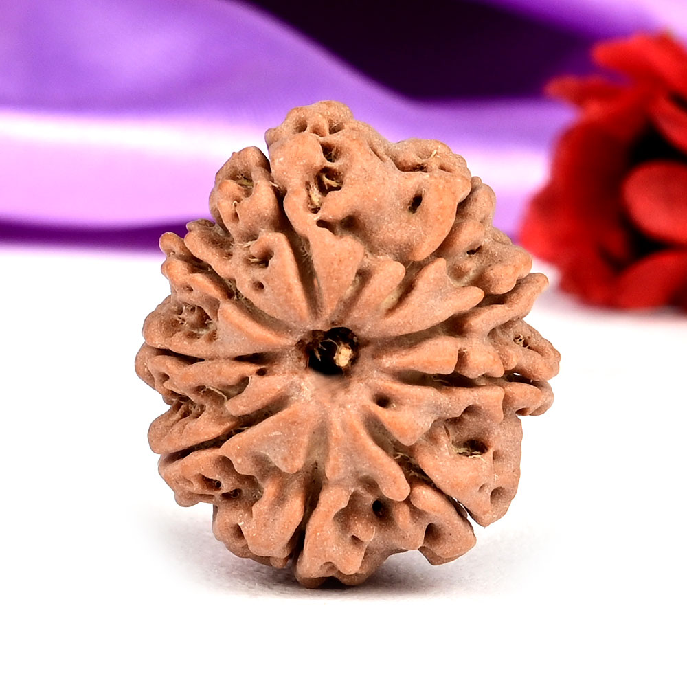 9 Mukhi from Nepal Small - DCCIX