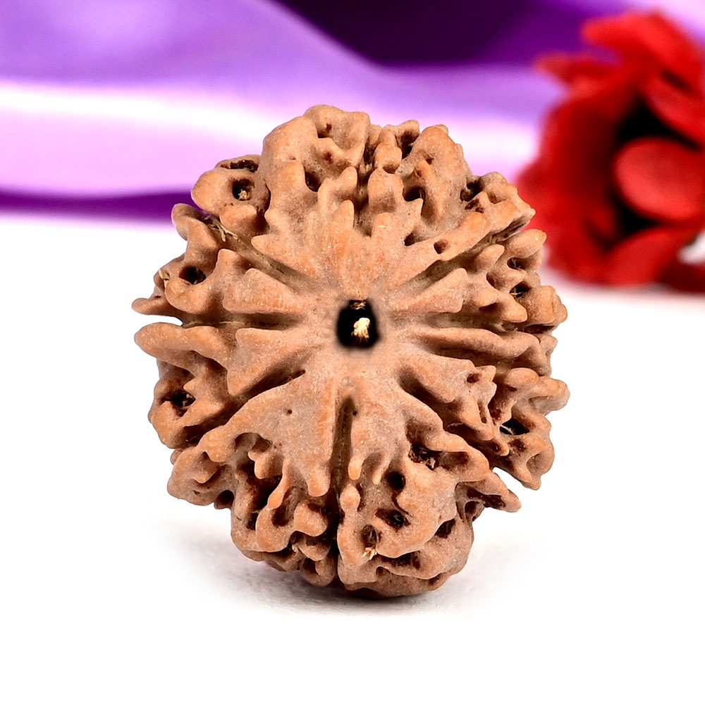 9 Mukhi from Nepal Small - DCCX