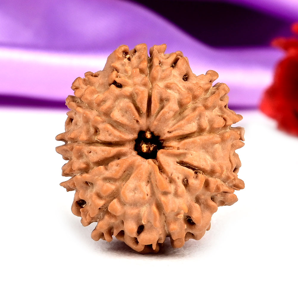 9 Mukhi from Nepal Small - DCCXI