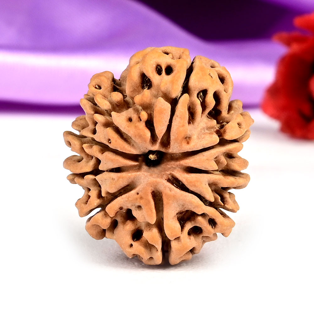 9 Mukhi from Nepal Small - DCCXII