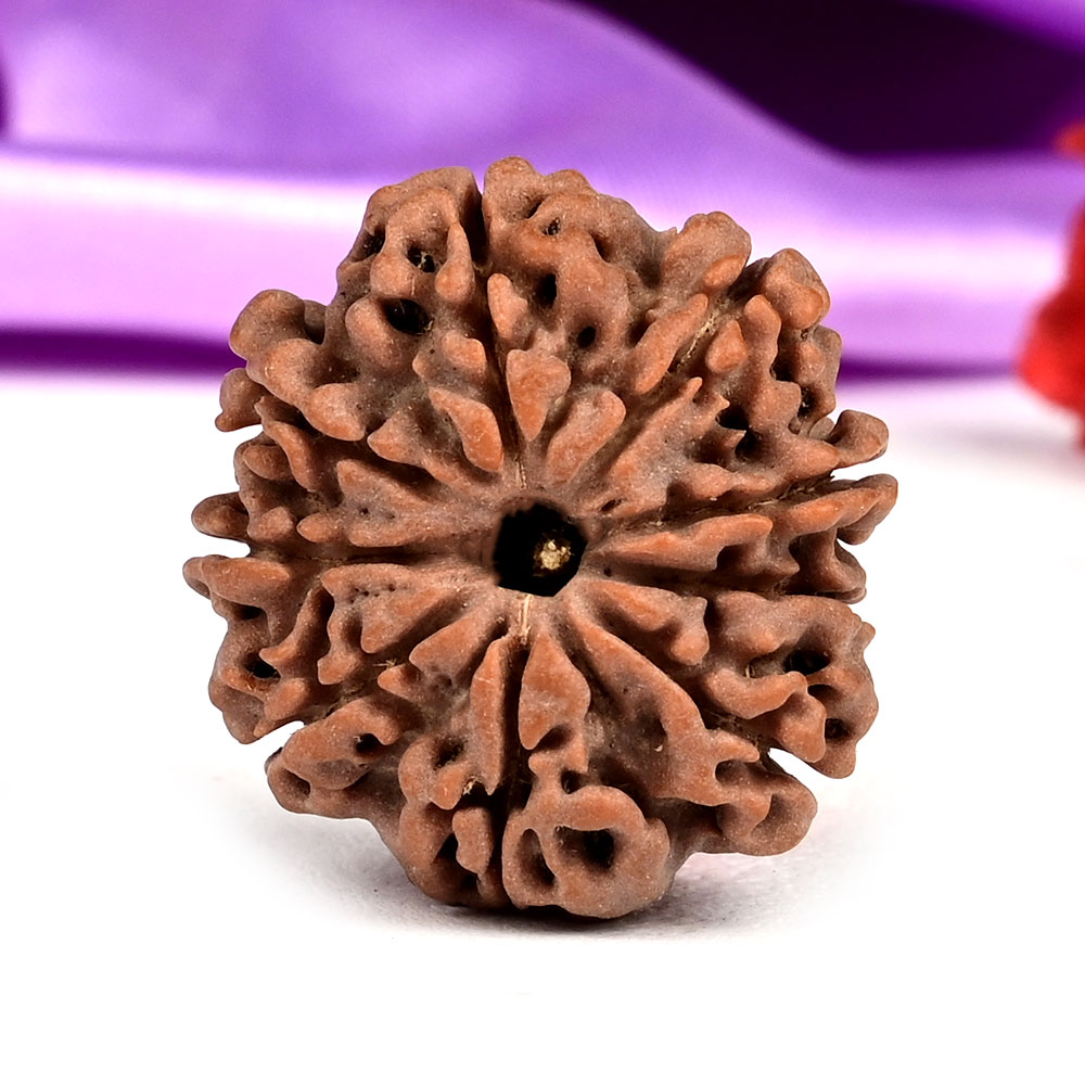 9 Mukhi from Nepal - DLXXVIII