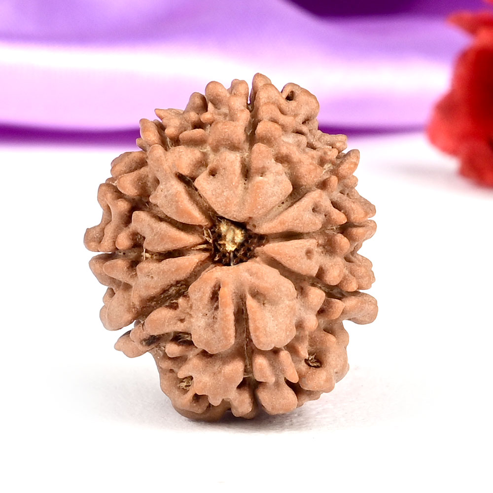 9 Mukhi from Nepal - DLXXIX