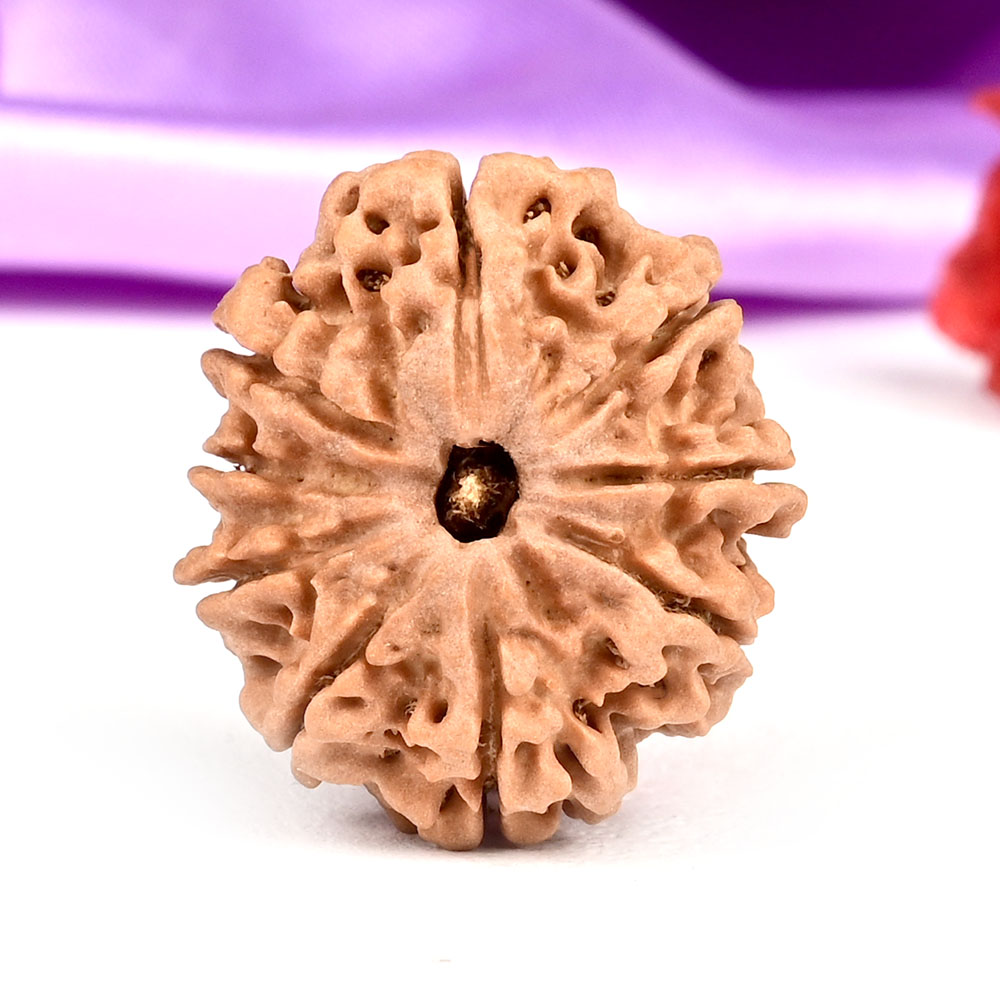 9 Mukhi from Nepal - DLXXX