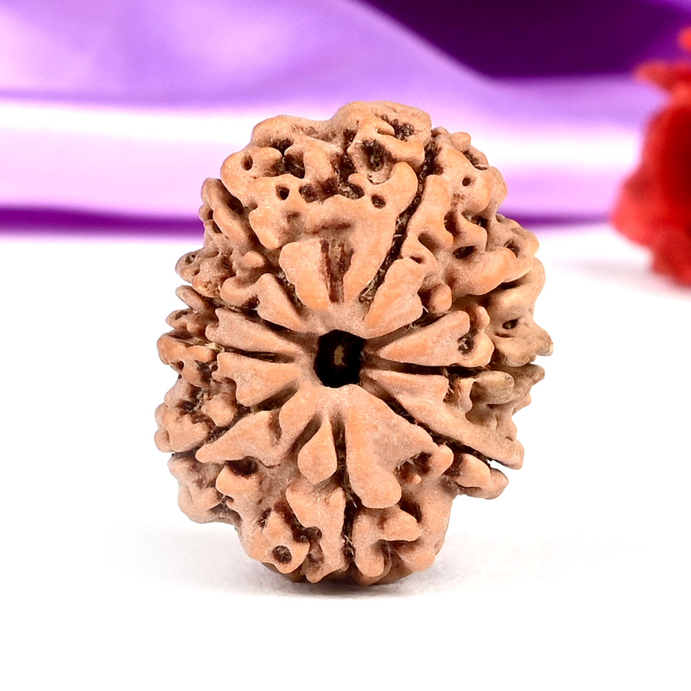 9 Mukhi from Nepal - DLXXXI