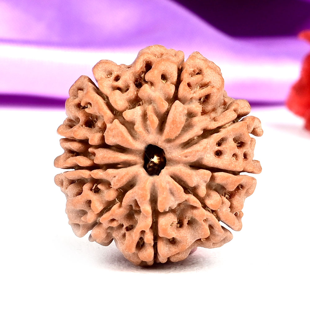 9 Mukhi from Nepal - DLXXXII