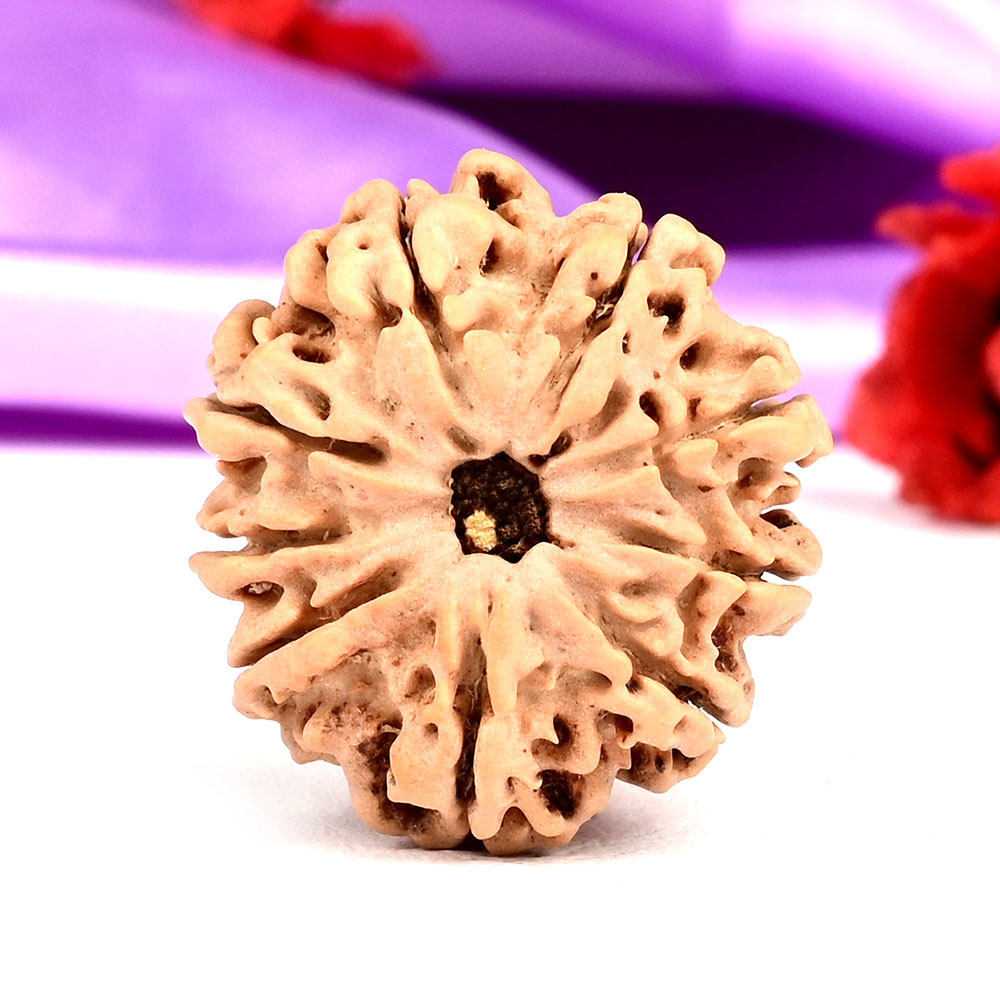 9 Mukhi from Nepal - DLXXXIII