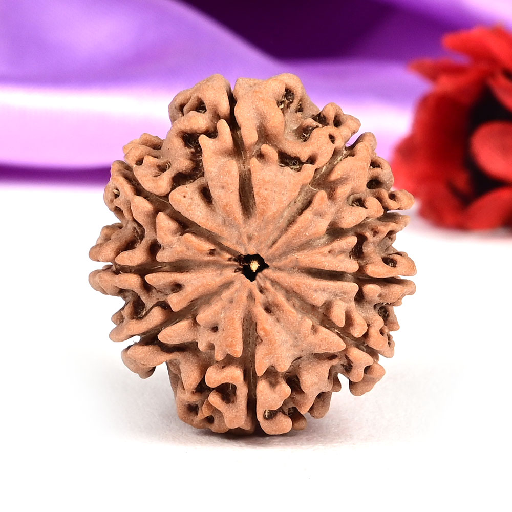 9 Mukhi from Nepal - DLXXXIV
