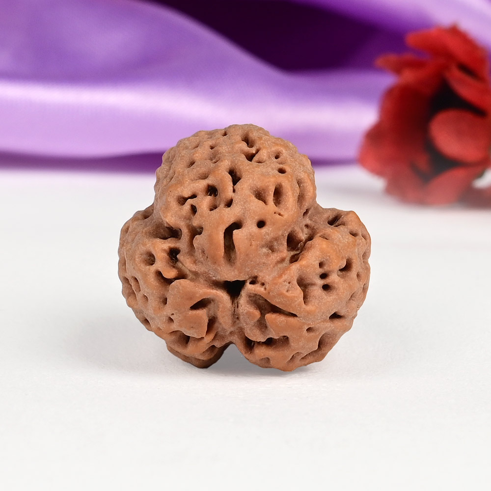 Collector 3 Mukhi Nepal - CCCLXX