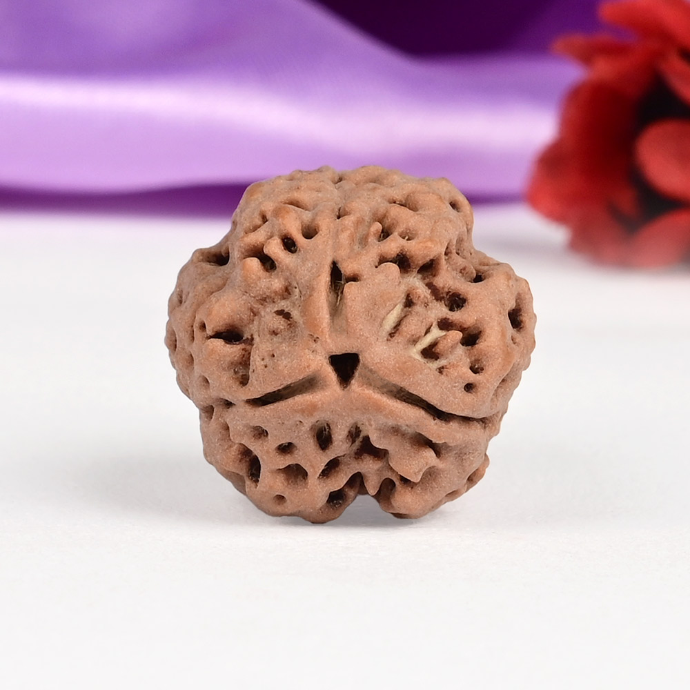 Collector 3 Mukhi Nepal - CCCLXXI