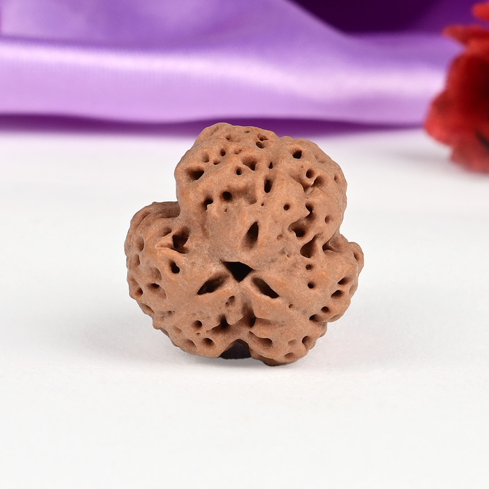 Collector 3 Mukhi Nepal - CCCLXXII