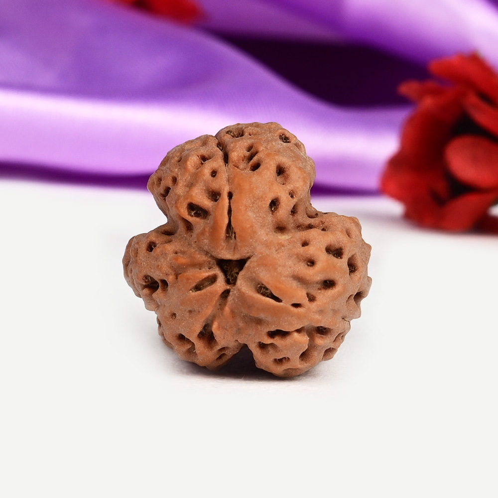 Collector 3 Mukhi Nepal - CCCLXXV