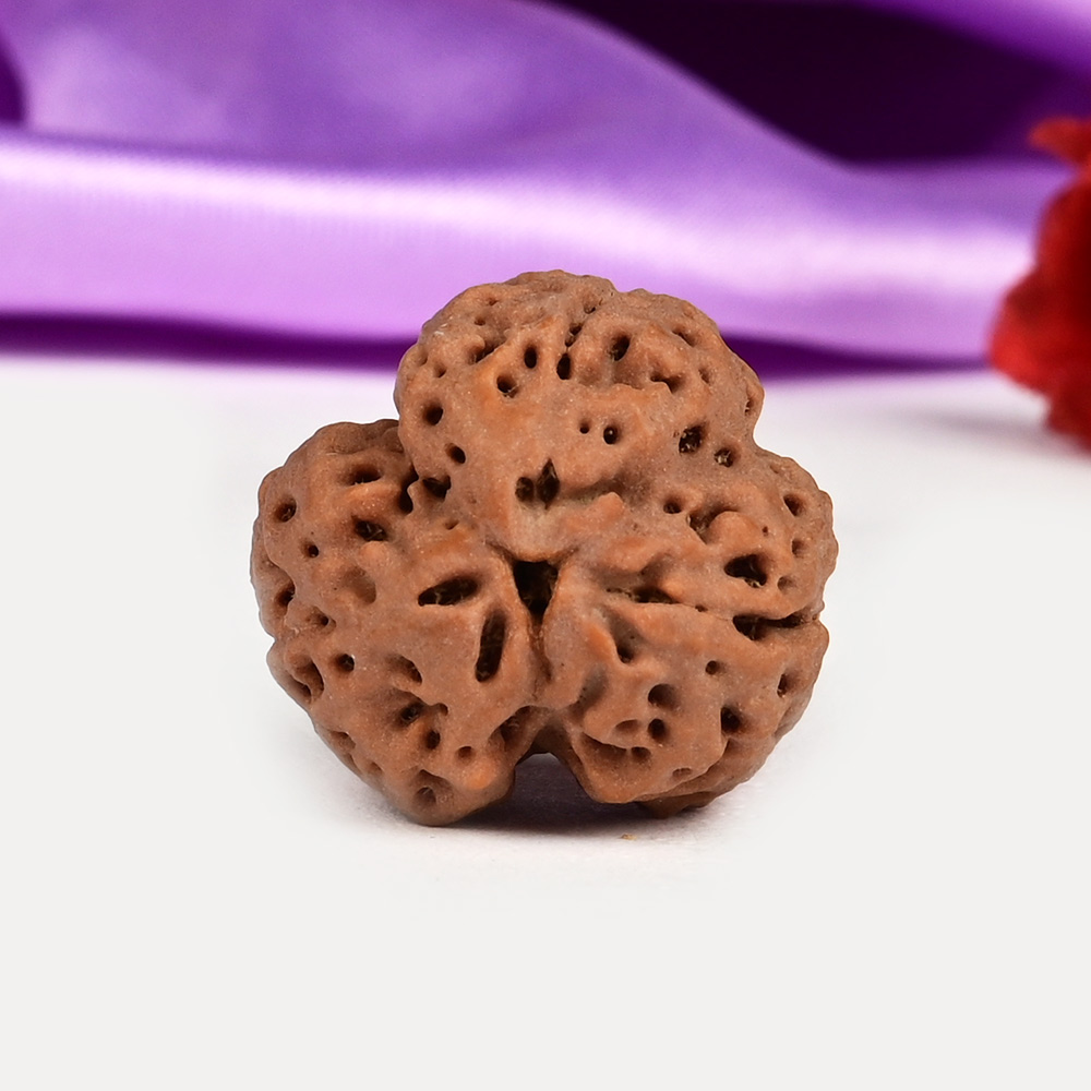 Collector 3 Mukhi Nepal - CCCLXXVI