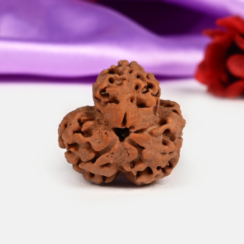 Collector 3 Mukhi Nepal - CCCLXXIX