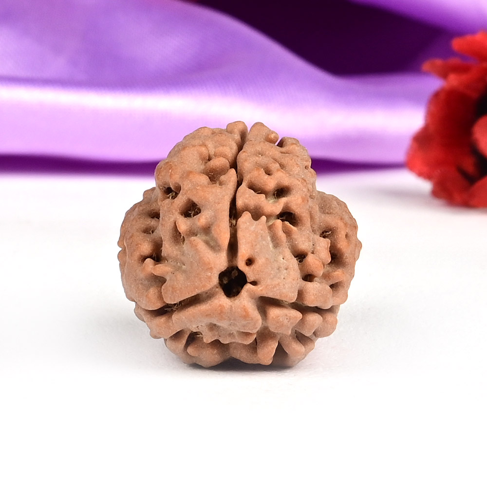 Collector 3 Mukhi Nepal - CCCLXXXI