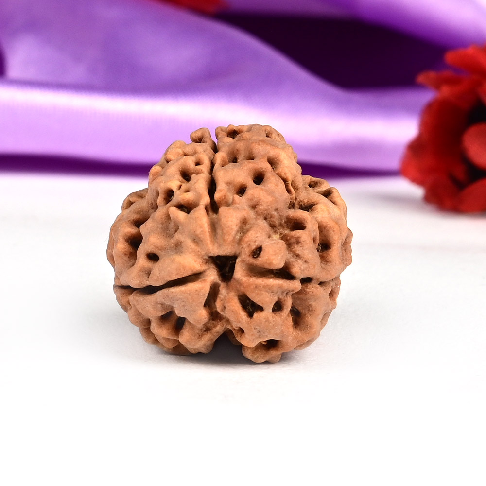 Collector 3 Mukhi Nepal - CCCLXXXII