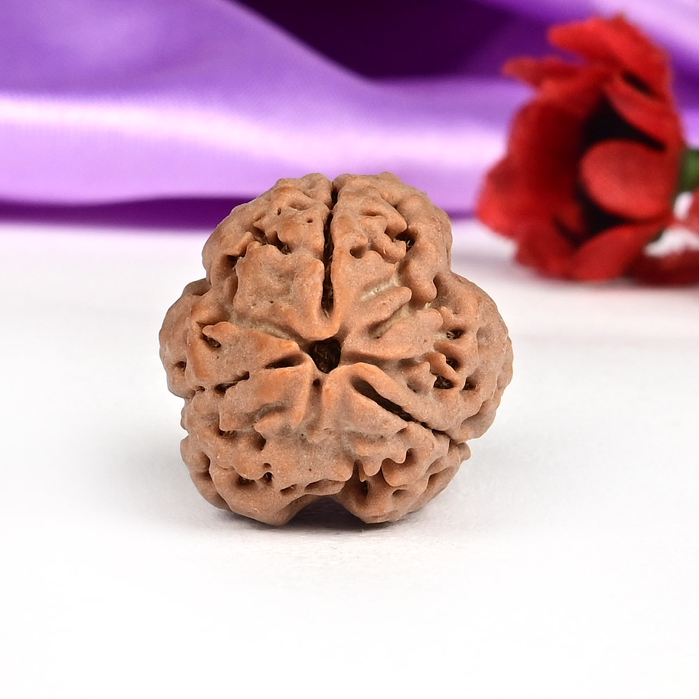 Collector 3 Mukhi Nepal - CCCLXXXIII