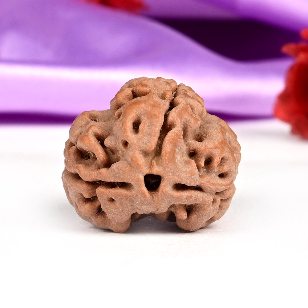 Collector 3 Mukhi Nepal - CCCLXXXIV