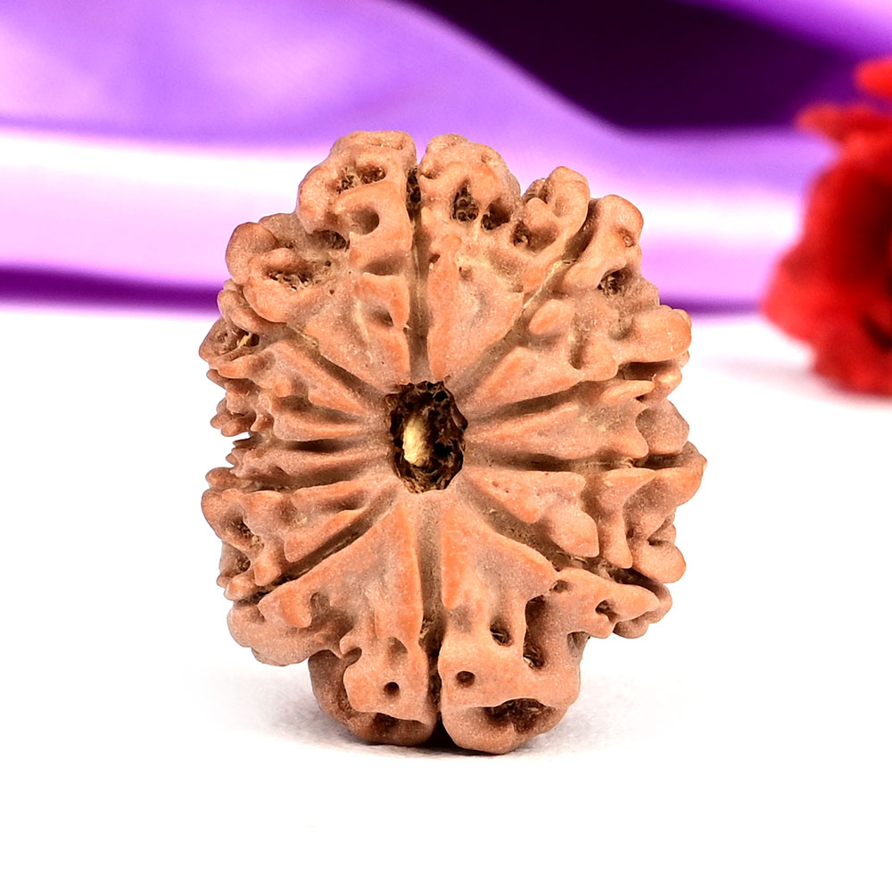 11 Mukhi from Nepal - CCCXL