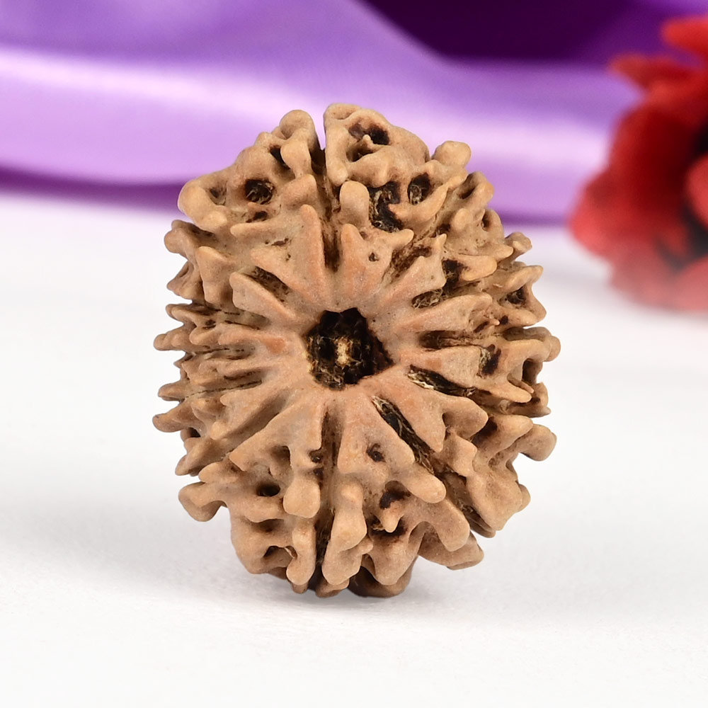 12 Mukhi from Nepal Small - CCCXCIX