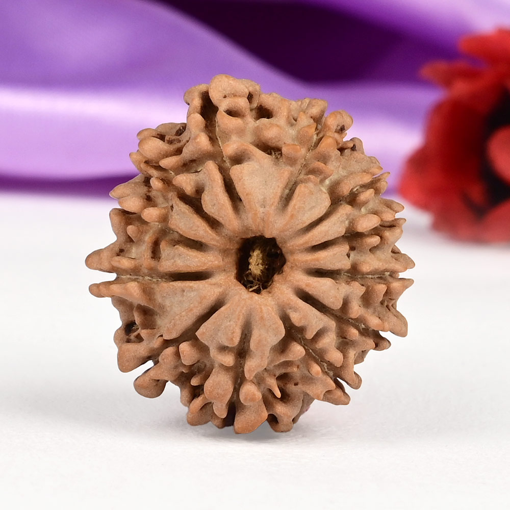 12 Mukhi from Nepal Small - CD