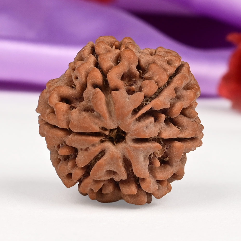 Collector 6 Mukhi from Nepal - CLXXIV
