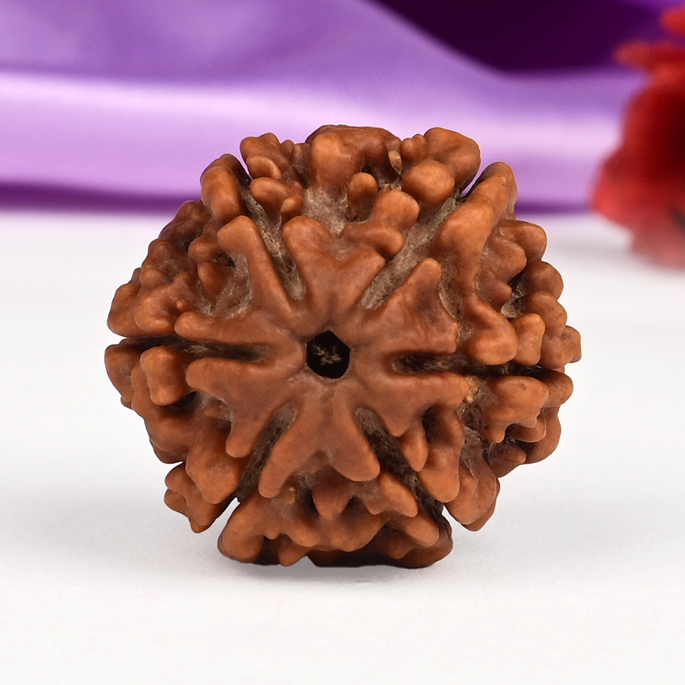 Collector 6 Mukhi from Nepal - CLXXV