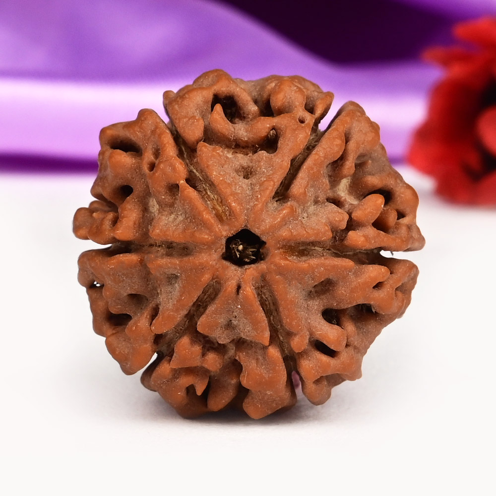 Super Collector 6 Mukhi from Nepal - CCCLXVI