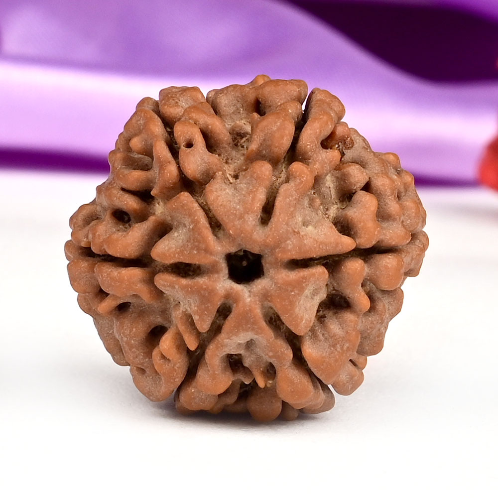 Super Collector 6 Mukhi from Nepal - CCCLXVIII