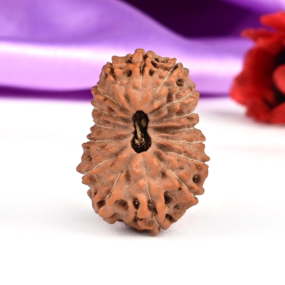 Collector 16 Mukhi from Java Indonesia - CXXXIV