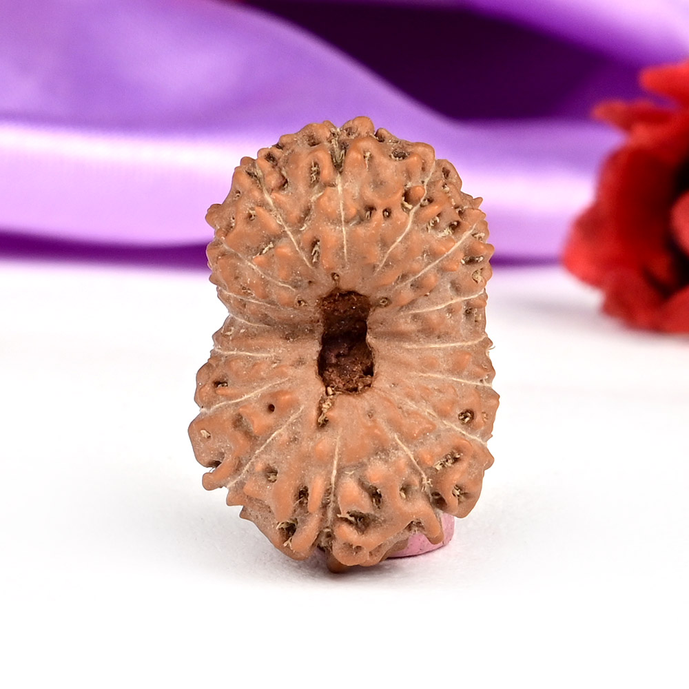 Collector 16 Mukhi from Java Indonesia - CXXXV