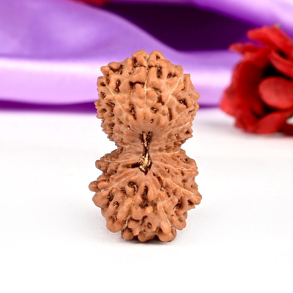 Super Collector 16 Mukhi from Java Indonesia - XX