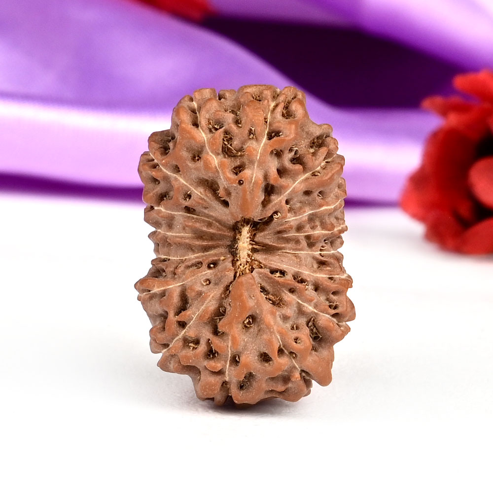 Super Collector 16 Mukhi from Java Indonesia - XXI