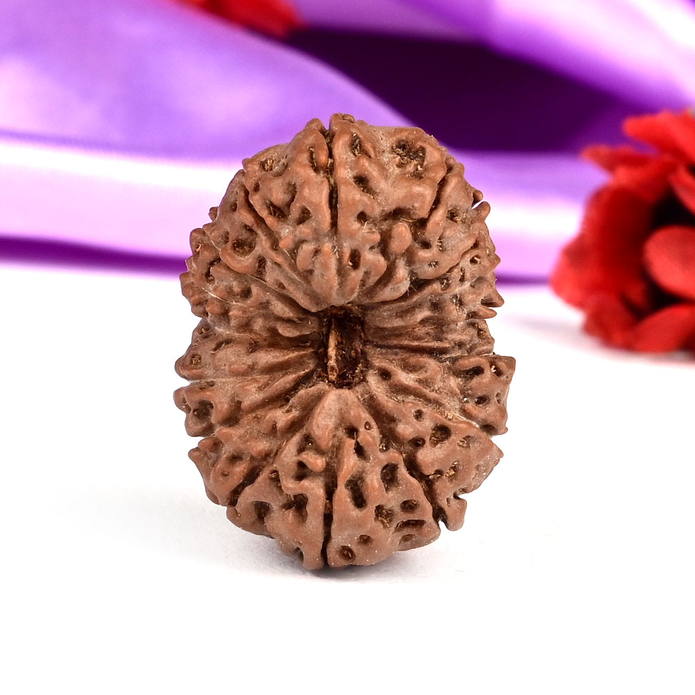 Super Collector 16 Mukhi from Java Indonesia - XXII