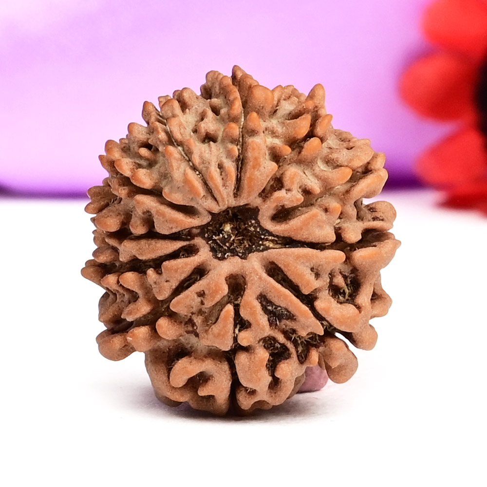 11 Mukhi from Nepal Small - CCLXV