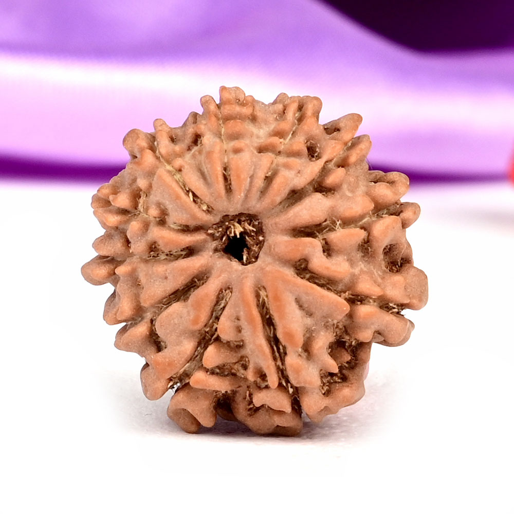 11 Mukhi from Nepal Small - CCLXVI