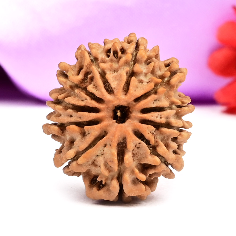 11 Mukhi from Nepal Small - CCLXVII