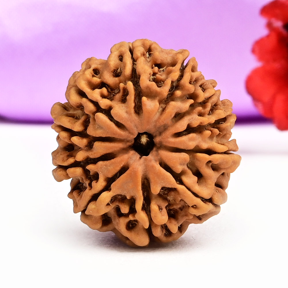 11 Mukhi from Nepal Small - CCLXVIII