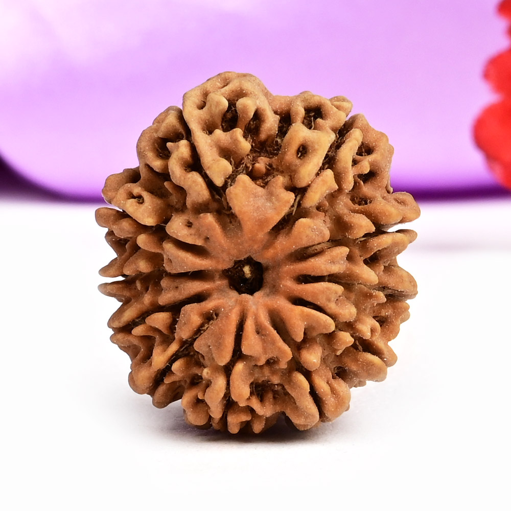 11 Mukhi from Nepal Small - CCLXIX