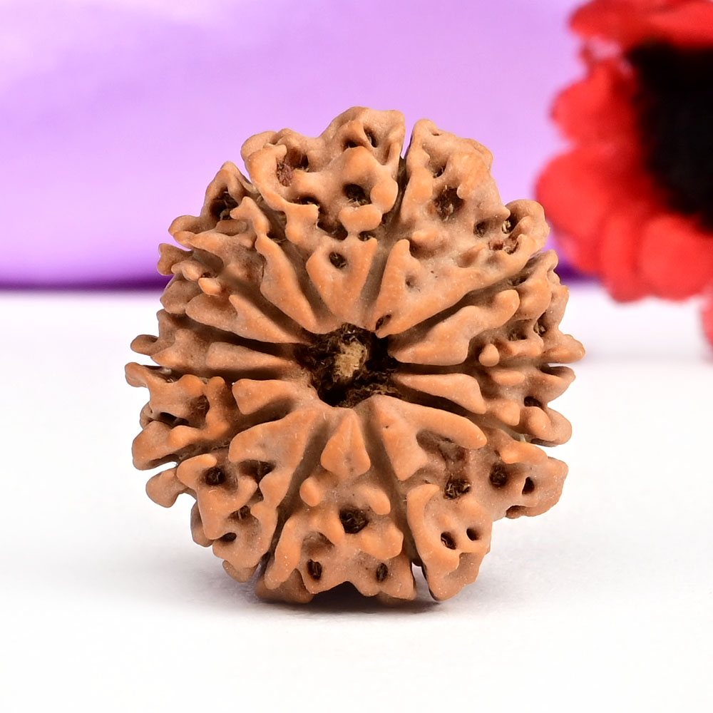 11 Mukhi from Nepal Small - CCLXXI