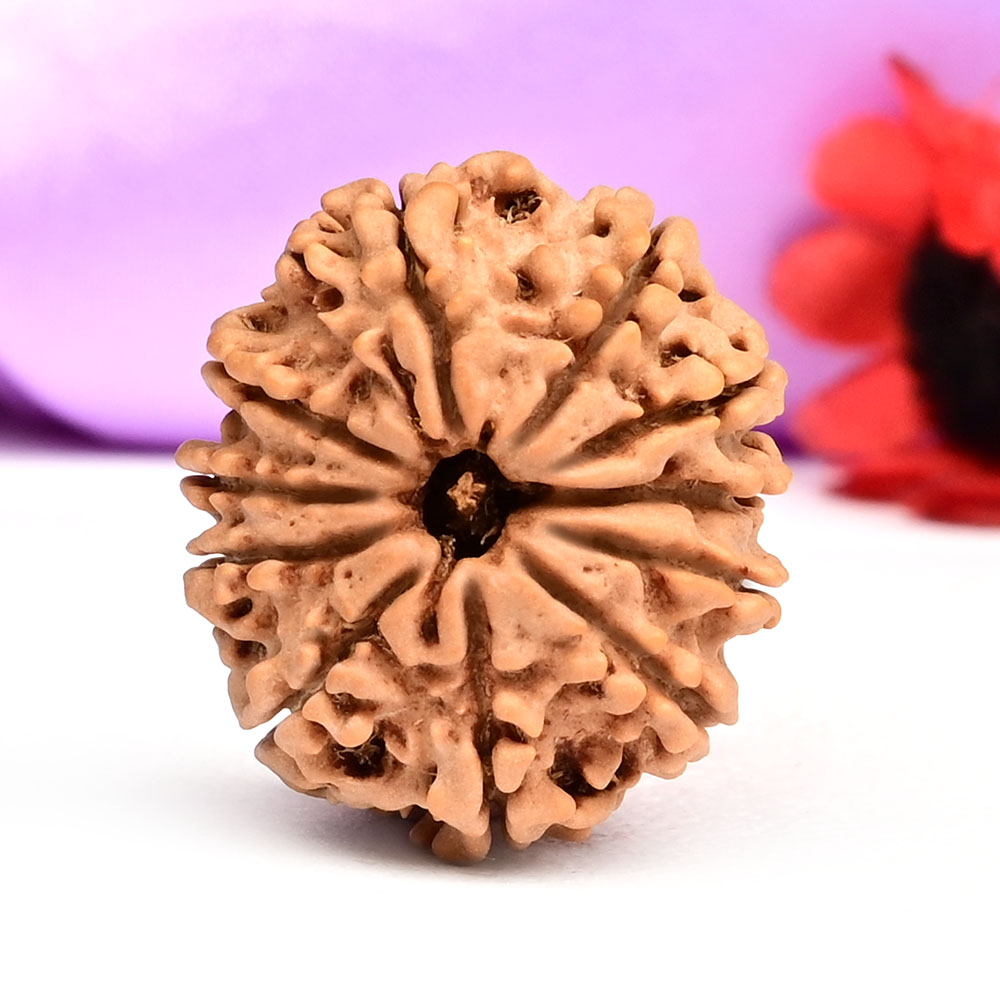 11 Mukhi from Nepal Small - CCLXXII
