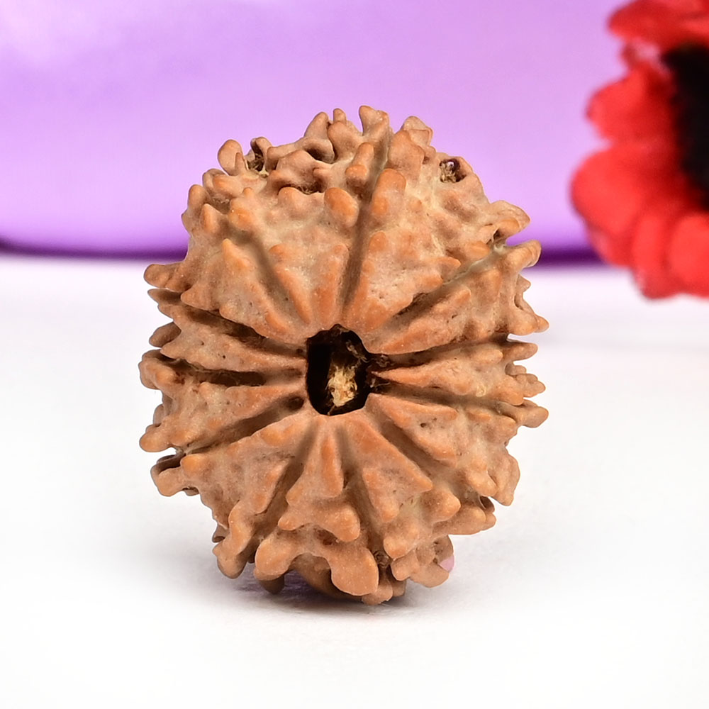 11 Mukhi from Nepal Small - CCLXXIII