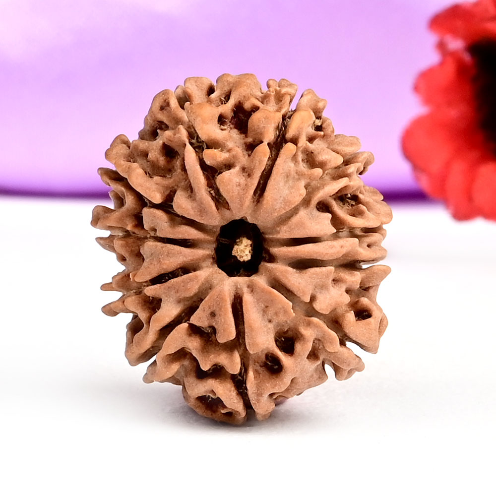 11 Mukhi from Nepal Small - CCLXXIV