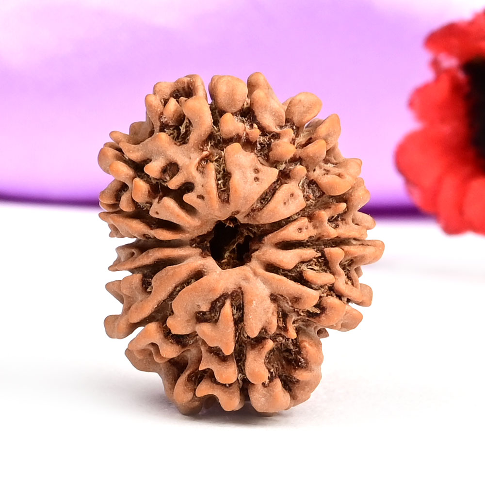 11 Mukhi from Nepal Small - CCLXXV