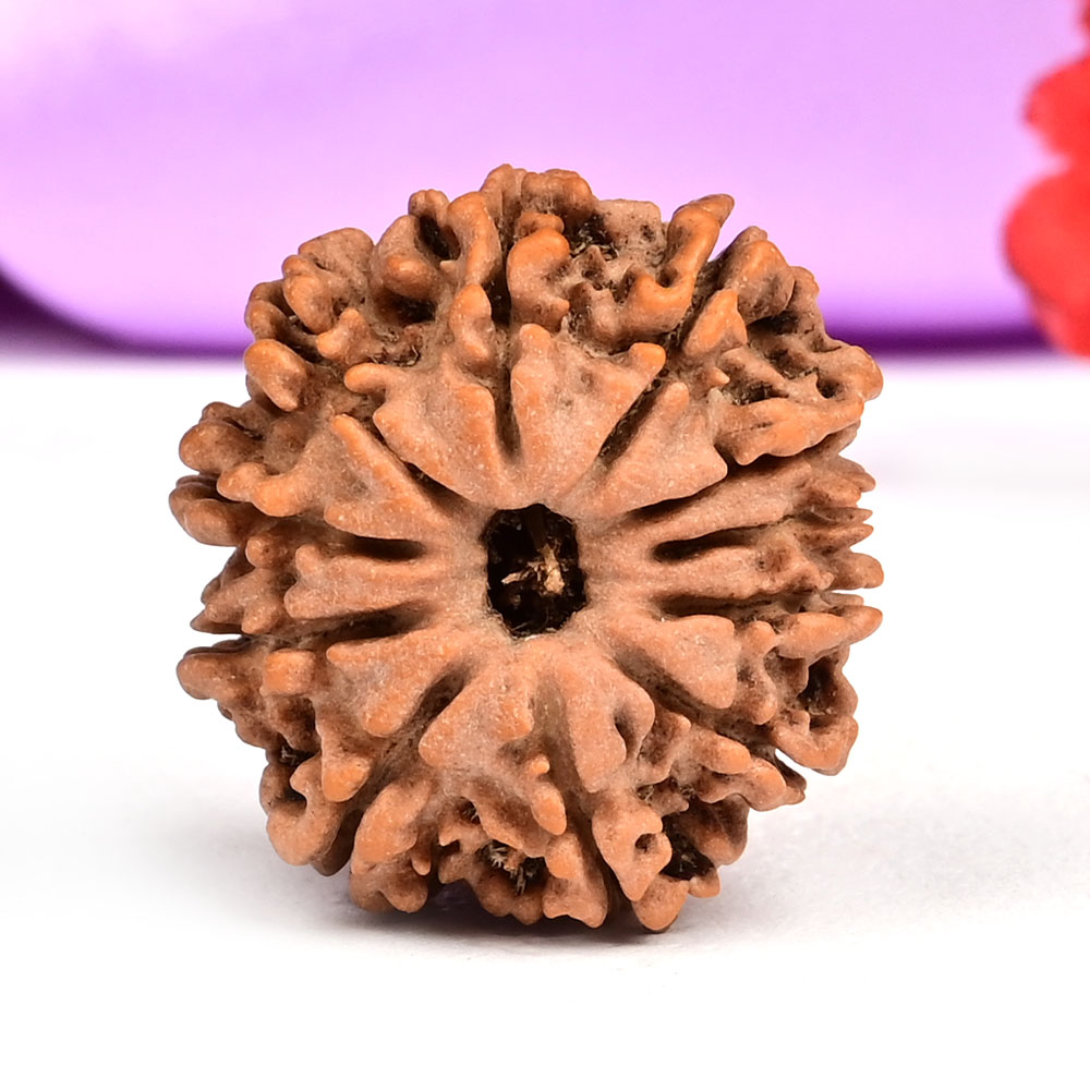 11 Mukhi from Nepal Small - CCLXXVI